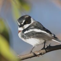 Krępnik ciemnogłowy - Batis minor - Black-headed Batis