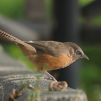 Dżunglotymal rdzawy - Argya rubiginosa - Rufous Chatterer