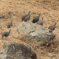 Perlica zwyczajna - Numida meleagris - Helmeted Guineafowl