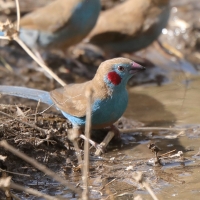 Motylik krasnouchy - Uraeginthus bengalus - Red-cheeked Cordon-bleu