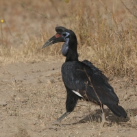 Dzioboróg abisyński - Bucorvus abyssinicus - Northern Ground Hornbill