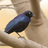 Błyszczak purpurowosterny - Lamprotornis purpuroptera - Rüppell's Glossy Starling