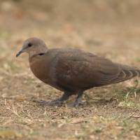 Synogarlica popielata - Streptopelia capicola - Ring-necked Dove