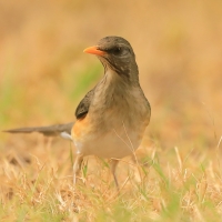 Drozd żółtodzioby - Turdus pelios - African Thrush