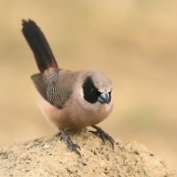 Astryld różany - Estrilda charmosyna - Black-cheeked Waxbill