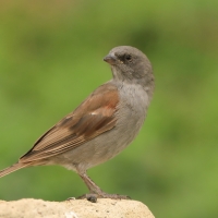 Wróbel szary - Passer swainsonii - Swainson's Sparrow