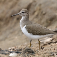 Brodziec piskliwy - Actitis hypoleucos - Common Sandpiper
