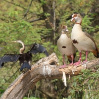 Gęsiówka egipska - Alopochen aegyptiaca - Egyptian Goose