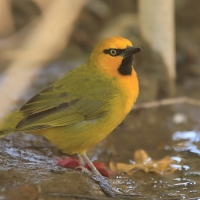 Wikłacz okularowy - Ploceus ocularis - Spectacled Weaver