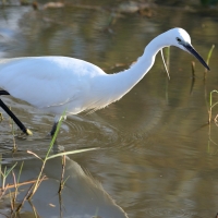 Czapla nadobna - Egretta garzetta - Little Egret