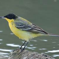 Pliszka żółta - Motacilla flava - Yellow Wagtail