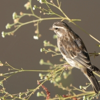 Afrokulczyk etiopski - Crithagra reichenowi - Reichenow's Seedeater