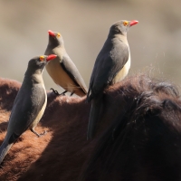 Bąkojad czerwonodzioby - Buphagus erythrorhynchus - Red-billed Oxpecker