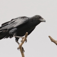 Kruk somalijski - Corvus edithae - Dwarf Raven