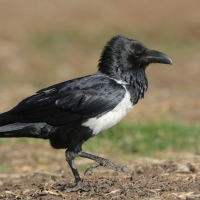 Kruk srokaty - Corvus albus - Pied Crow