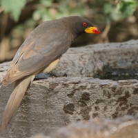 Bąkojad żółtodzioby - Buphagus africanus - Yellow-billed Oxpecker