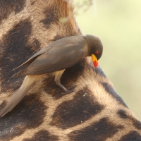 Bąkojad żółtodzioby - Buphagus africanus - Yellow-billed Oxpecker