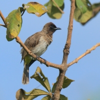 Bilbil okopcony - Pycnonotus tricolor - Dark-capped Bulbul