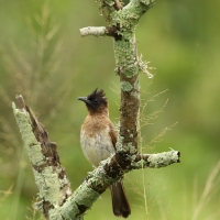 Bilbil okopcony - Pycnonotus tricolor - Dark-capped Bulbul