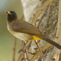 Bilbil okopcony - Pycnonotus tricolor - Dark-capped Bulbul