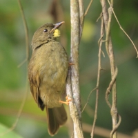 Brązownik wąsaty - Eurillas latirostris - Yellow-whiskered Greenbul