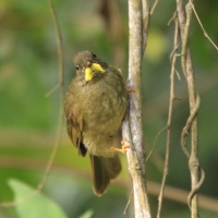 Brązownik wąsaty - Eurillas latirostris - Yellow-whiskered Greenbul