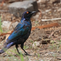 Błyszczak lśniący - Lamprotornis nitens - Cape Glossy Starling
