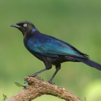 Błyszczak purpurowosterny - Lamprotornis purpuroptera - Rüppell's Glossy Starling