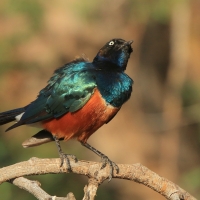 Błyszczak rudobrzuchy - Lamprotornis superbus - Superb Starling