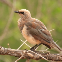 Błyszczak szarawy - Lamprotornis fischeri - Fischer's Starling