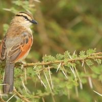 Czagra brązowołbista - Tchagra australis - Brown-crowned Tchagra