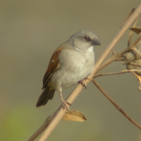 Wróbel siwogłowy - Passer griseus - Northern Grey-headed Sparrow