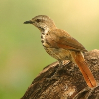 Palmodrozd plamisty - Cichladusa guttata - Spotted Palm Thrush