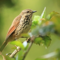 Palmodrozd plamisty - Cichladusa guttata - Spotted Palm Thrush