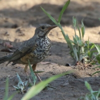 Drozd ogorzały - Turdus olivaceus - Olive Thrush