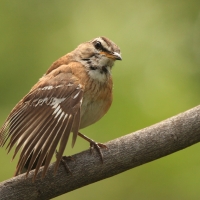 Drozdówka jasna - Cercotrichas leucophrys - White-browed Scrub Robin