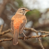 Drozdówka jasna - Cercotrichas leucophrys - White-browed Scrub Robin