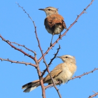 Drozdówka pustynna - Cercotrichas paena - Kalahari Scrub Robin