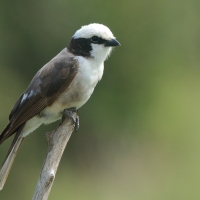 Białoczub białorzytny - Eurocephalus rueppelli - Northern White-crowned Shrike