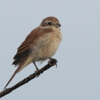 Dzierzba gąsiorek - Lanius collurio - Red-backed Shrike