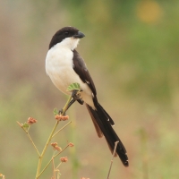 Dzierzba sawannowa - Lanius cabanisi - Long-tailed Fiscal
