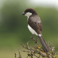 Dzierzba sawannowa - Lanius cabanisi - Long-tailed Fiscal