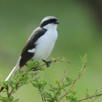 Dzierzba srokoszowata - Lanius excubitoroides - Grey-backed Fiscal