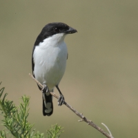 Dzierzba żałobna - Lanius dorsalis - Taita Fiscal