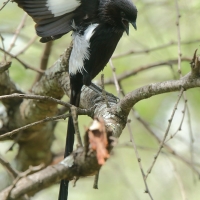 Dzierzba srokata - Lanius melanoleucus - Magpie Shrike