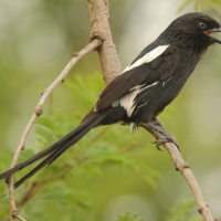Dzierzba srokata - Lanius melanoleucus - Magpie Shrike