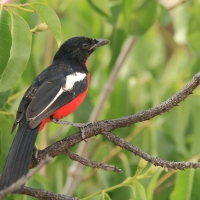Dzierzyk purpurowy - Laniarius atrococcineus - Crimson-breasted Gonolek