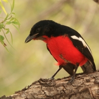 Dzierzyk purpurowy - Laniarius atrococcineus - Crimson-breasted Gonolek