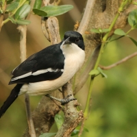 Dzierzyk zaroślowy - Laniarius aethiopicus - Tropical Boubou