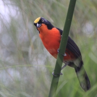 Dzierzyk papirusowy - Laniarius mufumbiri - Papyrus Gonolek